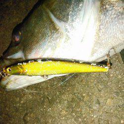 常夜灯ナイトシーバス